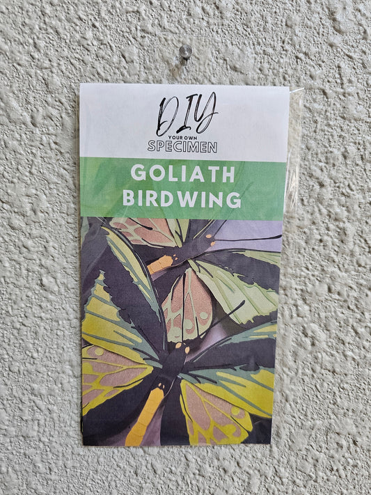 DIY Goliath Birdwing - DIY Your Own Paper Specimen